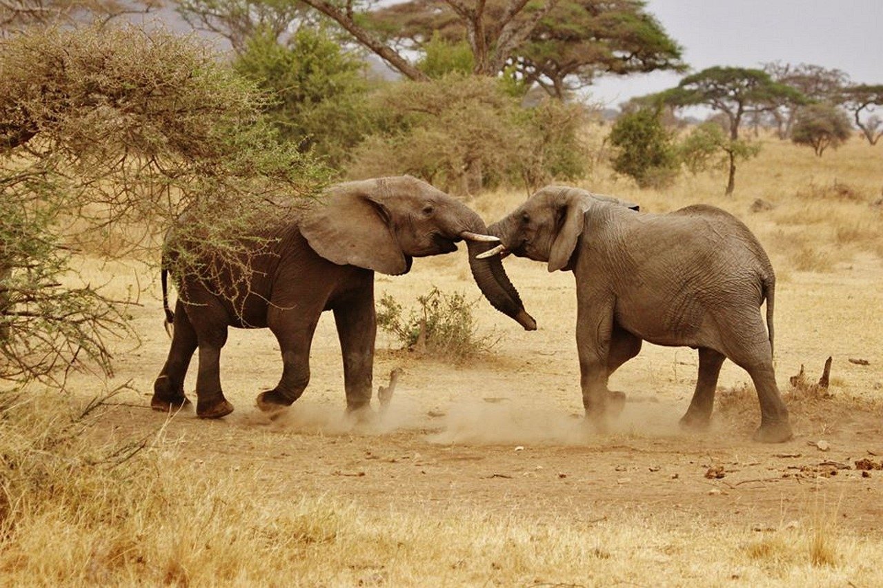10 Days Kilimanjaro and Tanzania Safari | Ultimate Trek & Wildlife Experience 2025 - 2026