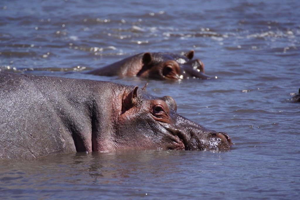 Best 2-Day Safari from Zanzibar – Short Tanzania Wildlife Experience 2025 - 2026
