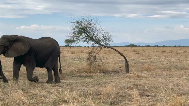 2 Days Mikumi Safari From Dar by SGR | Tanzania Tour 2025 - 2026