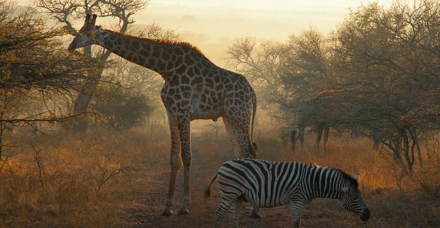2 Days Mikumi Safari from Zanzibar | Best Southern Tanzania Tour 2025 - 2026