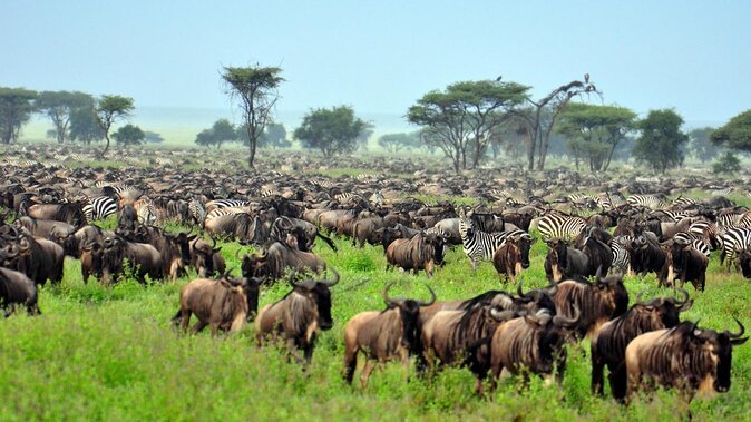 Best 3 Day Serengeti Safari from Arusha + Affordable Price 2025 - 2026