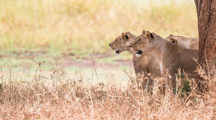 Most Affordable Private Safaris in Tanzania  