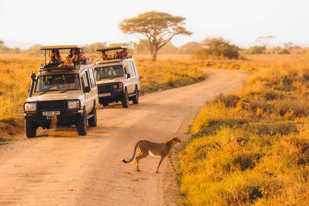 Best Africa Group Joining Safari in Tanzania | Affordable Tours 2025 - 2026