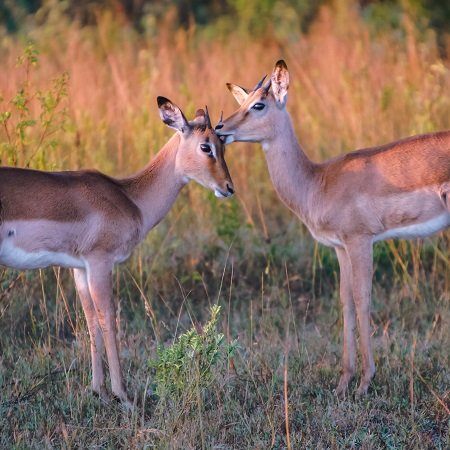 serengeti wildebeest migration safari tour package calving season packages wildebeest migration