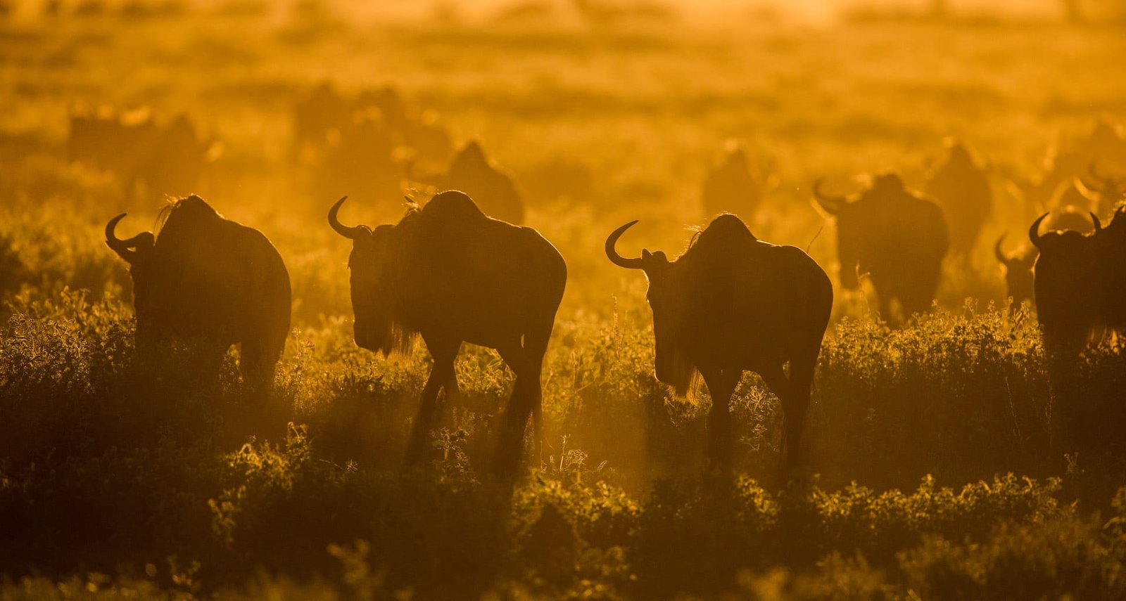 2-days-tanzania-safari-tour