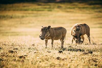 ngorongoro-tortilis-camp